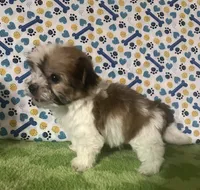 Dinky , a male Maltese and Morkie for sale in Laurel, MS – 5 of 7