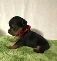 Sawyer, a male Yorkshire Terrier for sale in Laurel, MS – 2 of 10