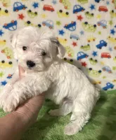 Meeko, a male Morkie for sale in Laurel, MS – 3 of 8