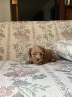 Matipoo C, a female Maltipoo for sale in Santa Ana, CA – 2 of 6