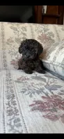 Tiny girl , a female Yorkipoo for sale in Santa Ana, CA – Photo 1 of 2