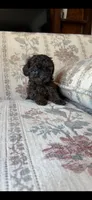 Tiny girl , a female Yorkipoo for sale in Santa Ana, CA – Photo 2 of 2