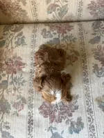 Matipoo B, a male Maltipoo for sale in Santa Ana, CA – 2 of 5
