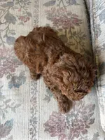 Red poodle A, a male Poodle - Toy  for sale in Santa Ana, CA – 4 of 6