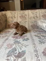 Matipoo B, a male Maltipoo for sale in Santa Ana, CA – 4 of 5
