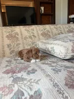 Matipoo D, a female Maltipoo for sale in Santa Ana, CA – 4 of 5