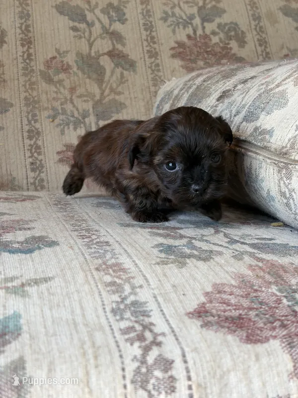 Yorkypoo Girl  – Yorkipoo puppy for sale in Santa Ana, CA