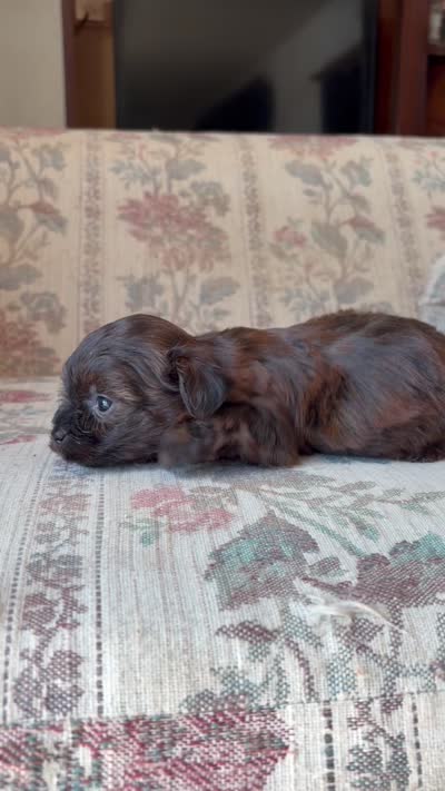Yorkypoo Girl , a female Yorkipoo for sale in Santa Ana, CA – 6 of 7
