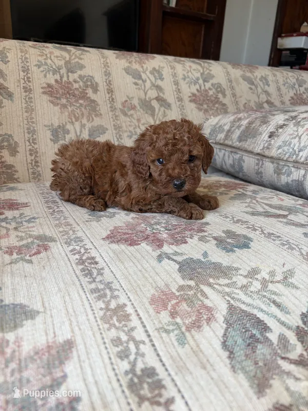 Red poodle A – Poodle - Toy  puppy for sale in Santa Ana, CA