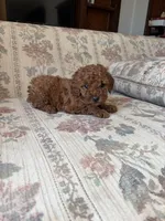 Red poodle A, a male Poodle - Toy  for sale in Santa Ana, CA – 1 of 6