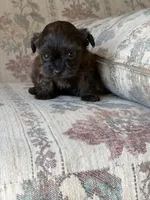 Yorkypoo Girl , a female Yorkipoo for sale in Santa Ana, CA – 4 of 7
