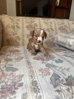 Matipoo B, a male Maltipoo for sale in Santa Ana, CA – 3 of 5