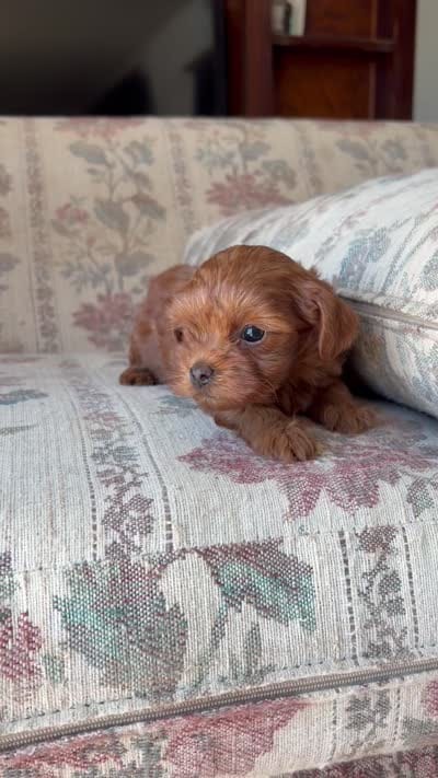 Yorkypoo Red, a female Yorkipoo for sale in Santa Ana, CA – 7 of 7