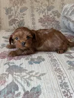 Yorkypoo Red, a female Yorkipoo for sale in Santa Ana, CA – 1 of 7
