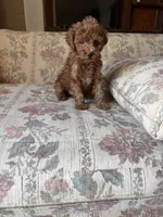 Red poodle Girl , a female Poodle - Toy  for sale in Santa Ana, CA – 4 of 4