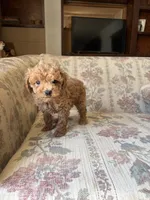 Matipoo A, a female Maltipoo for sale in Santa Ana, CA – 2 of 5