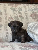 Yorkypoo Boy , a male Yorkipoo for sale in Santa Ana, CA – 3 of 6