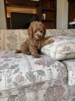 Red Boy, a male Poodle - Toy  for sale in Santa Ana, CA – 2 of 4
