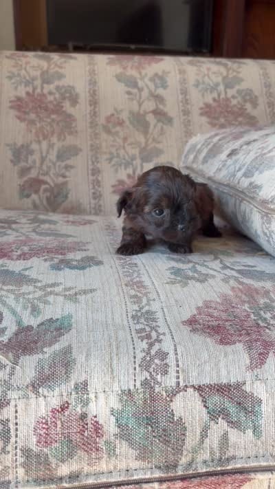 Yorkypoo Girl , a female Yorkipoo for sale in Santa Ana, CA – 7 of 7
