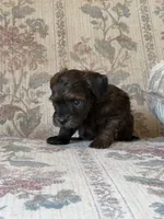 Yorkypoo Boy , a male Yorkipoo for sale in Santa Ana, CA – 2 of 6