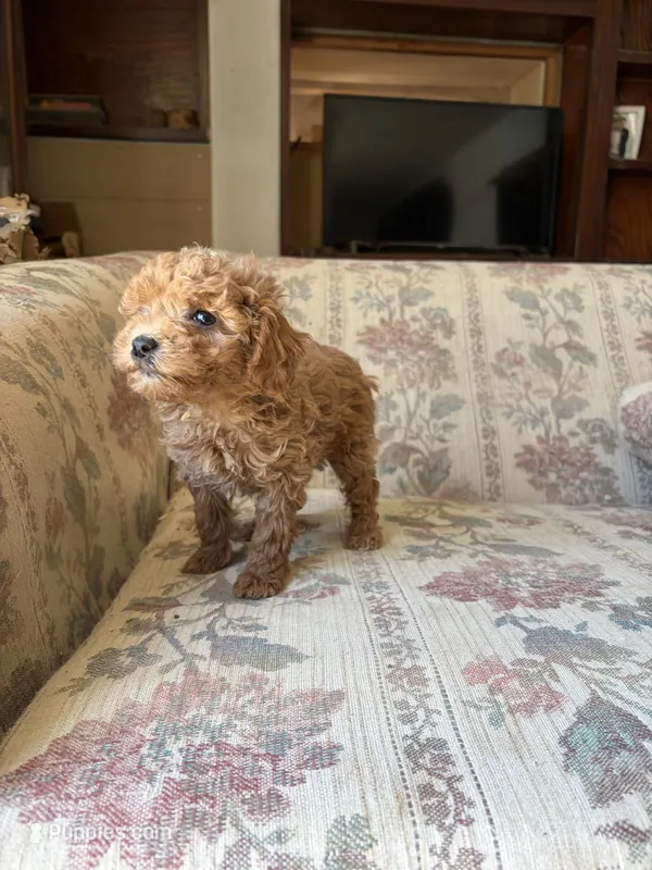 Matipoo A, a female Maltipoo for sale in Santa Ana, CA – 1 of 5
