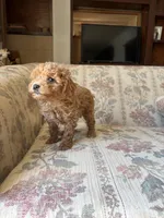 Matipoo A, a female Maltipoo for sale in Santa Ana, CA – 1 of 5