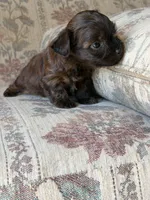 Yorkypoo Girl , a female Yorkipoo for sale in Santa Ana, CA – 2 of 7