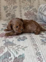 Yorkypoo Red, a female Yorkipoo for sale in Santa Ana, CA – 3 of 7
