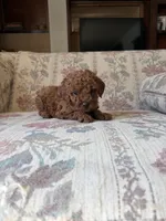 Red poodle A, a male Poodle - Toy  for sale in Santa Ana, CA – 2 of 6