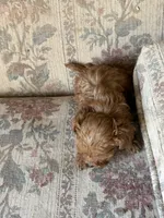 Matipoo C, a female Maltipoo for sale in Santa Ana, CA – 6 of 6