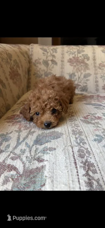 Tiny boy – Yorkipoo puppy for sale in Santa Ana, CA