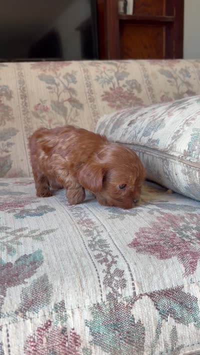Yorkypoo Red, a female Yorkipoo for sale in Santa Ana, CA – 6 of 7