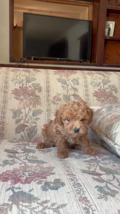 Matipoo A, a female Maltipoo for sale in Santa Ana, CA – 4 of 5