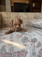 Matipoo C, a female Maltipoo for sale in Santa Ana, CA – 4 of 6