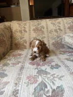 Matipoo B, a male Maltipoo for sale in Santa Ana, CA – 5 of 5