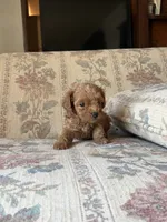 Matipoo C, a female Maltipoo for sale in Santa Ana, CA – 5 of 6