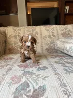 Matipoo B, a male Maltipoo for sale in Santa Ana, CA – 1 of 5