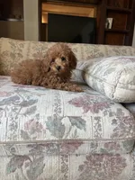 Red Boy, a male Poodle - Toy  for sale in Santa Ana, CA – 3 of 4