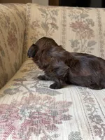 Yorkypoo Girl , a female Yorkipoo for sale in Santa Ana, CA – 3 of 7