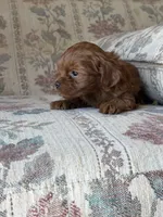 Yorkypoo Red, a female Yorkipoo for sale in Santa Ana, CA – 5 of 7
