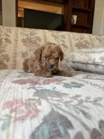 Matipoo A, a male Maltipoo for sale in Santa Ana, CA – 4 of 5
