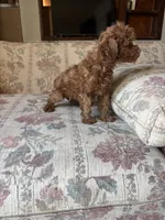 Red poodle Girl , a female Poodle - Toy  for sale in Santa Ana, CA – 3 of 4