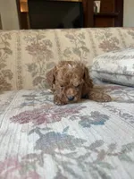 Matipoo A, a male Maltipoo for sale in Santa Ana, CA – 3 of 5