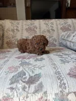 Red poodle A, a male Poodle - Toy  for sale in Santa Ana, CA – 3 of 6
