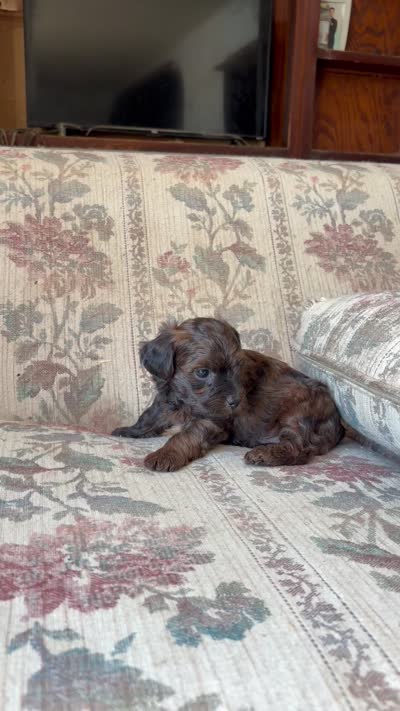 Yorkypoo Boy , a male Yorkipoo for sale in Santa Ana, CA – 5 of 6
