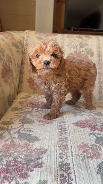 Matipoo A, a female Maltipoo for sale in Santa Ana, CA – 5 of 5