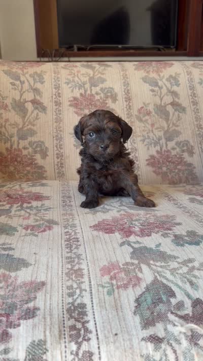 Yorkypoo Boy , a male Yorkipoo for sale in Santa Ana, CA – 6 of 6