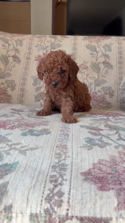 Red poodle A, a male Poodle - Toy  for sale in Santa Ana, CA – 6 of 6