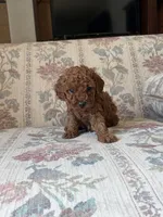 Red poodle A, a male Poodle - Toy  for sale in Santa Ana, CA – 5 of 6