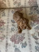 Matipoo A, a male Maltipoo for sale in Santa Ana, CA – 5 of 5